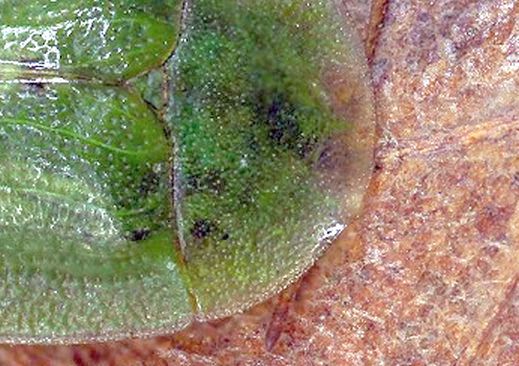 Chrysomelidae: Cassida sp.